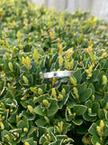 Eco Sterling silver sapphire and CZ ring